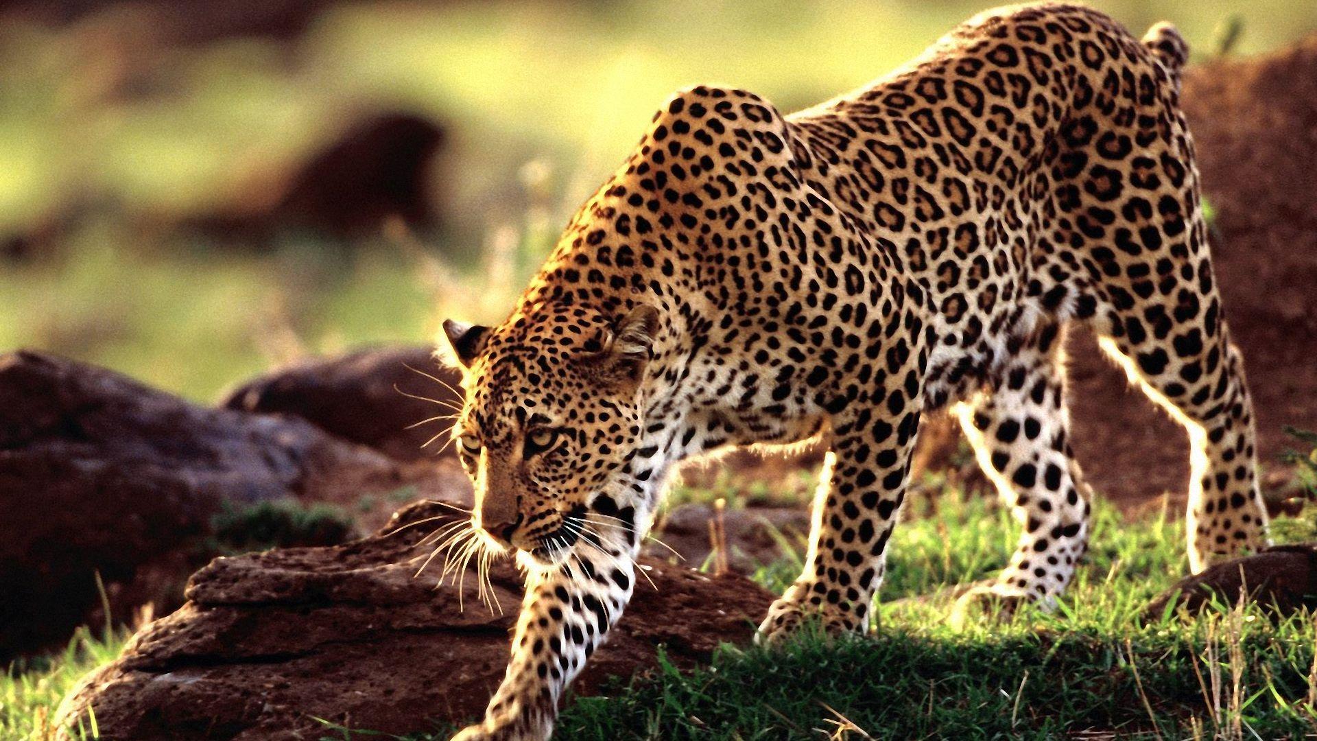 Wild Animal Leopard Wallpaper Hd