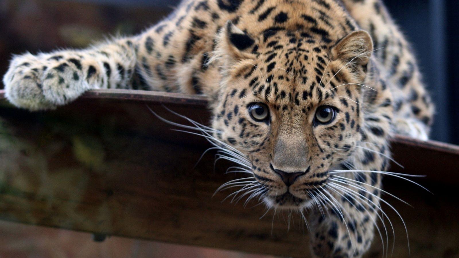 HD Leopard Wallpaper. Leopard Best Picture Collection