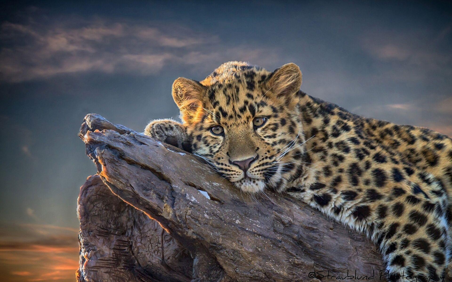 leopards image Leopard HD wallpaper and background photo