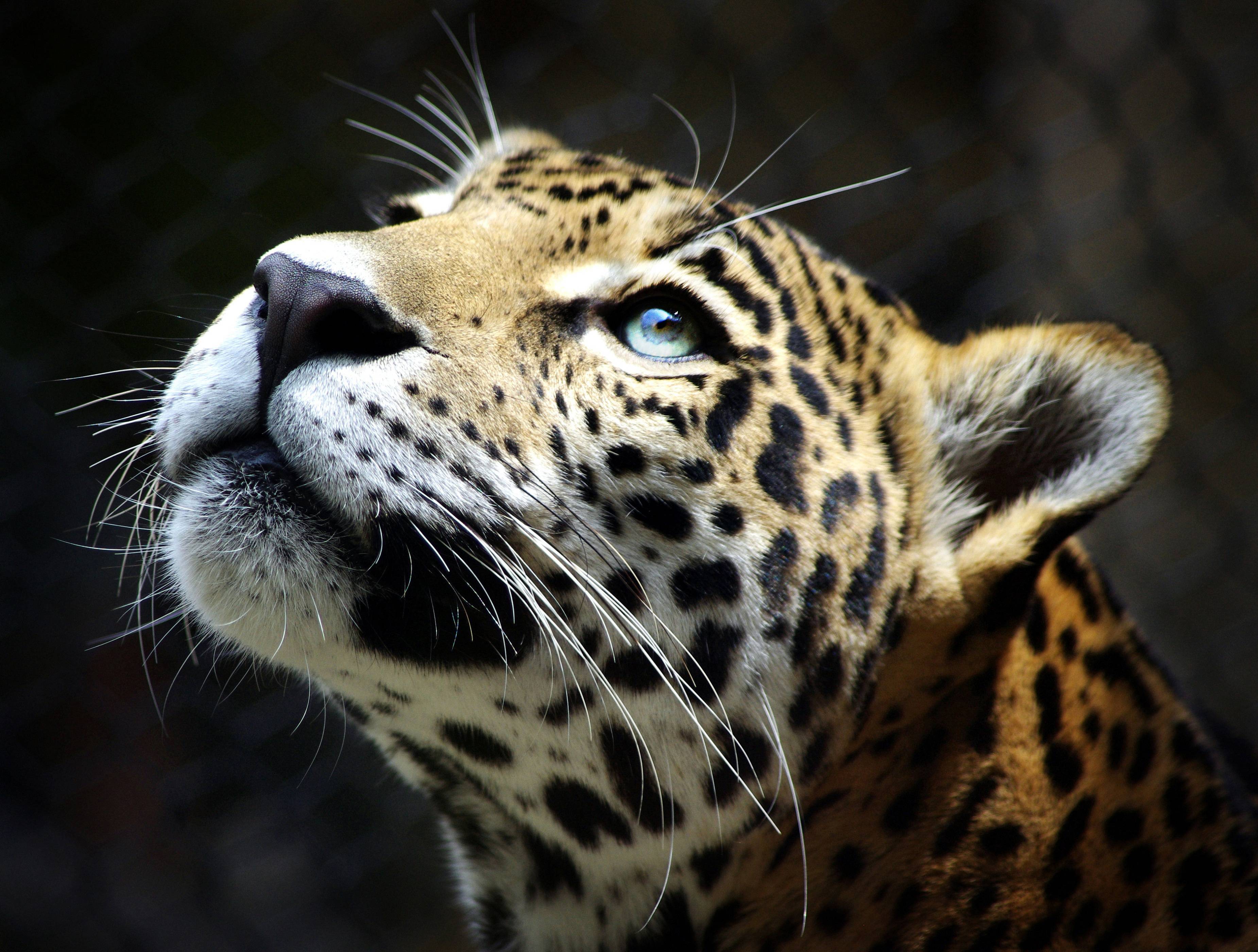 Animals & Birds Leoparden Leopard wallpaper Desktop, Phone, Tablet