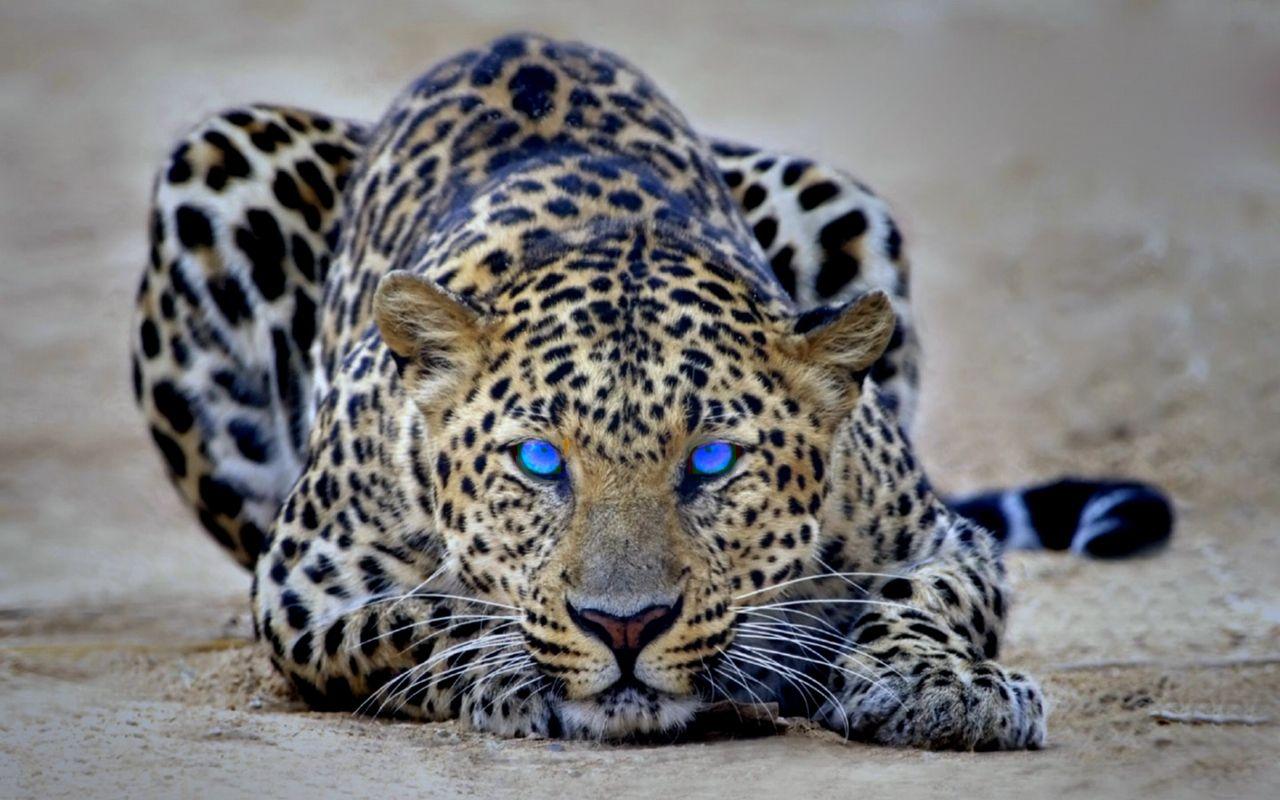 Leopard Gallery 590372225 Wallpaper for Free 100% Quality HD