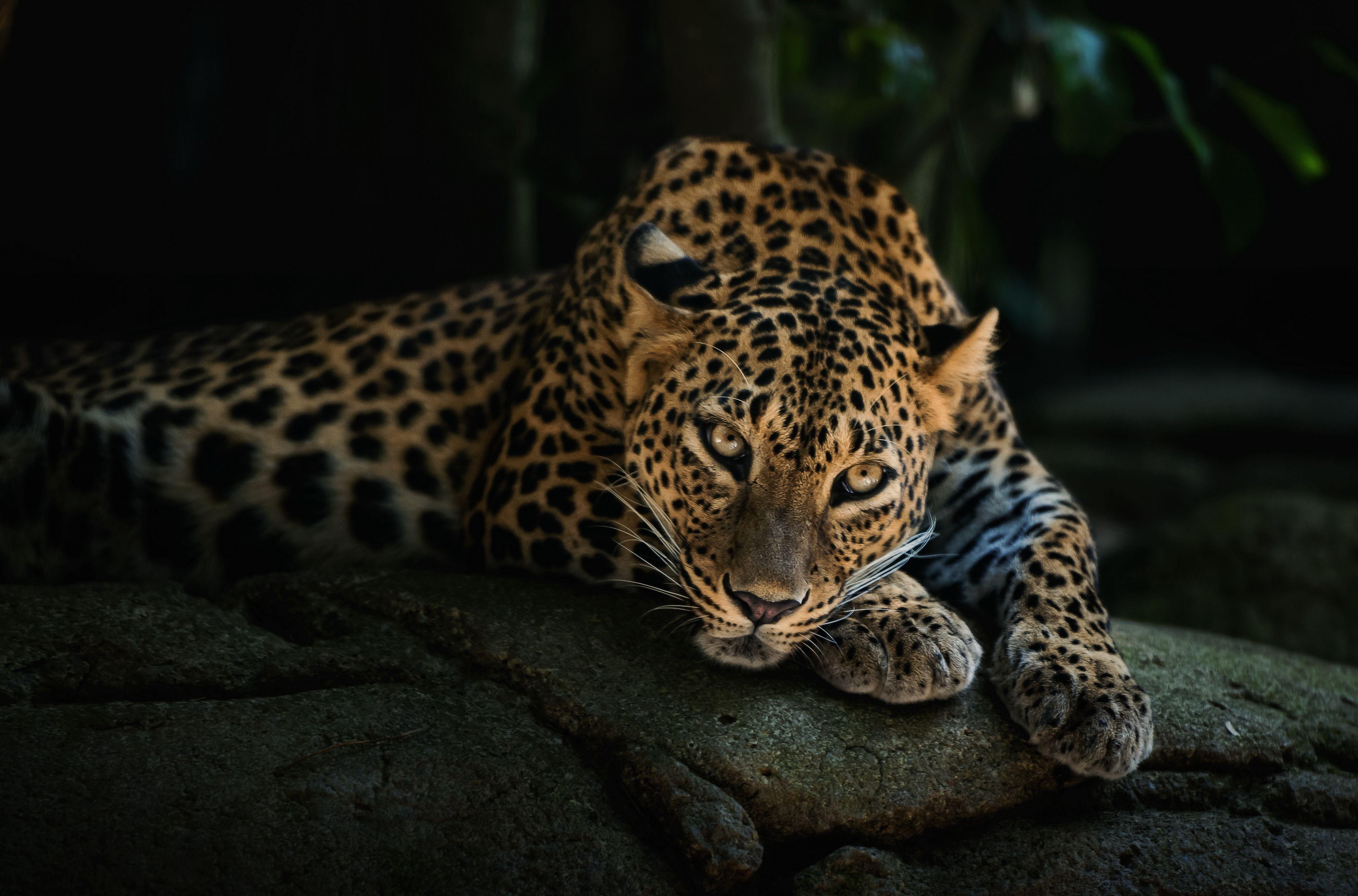 leopards image Leopard HD wallpaper and background photo