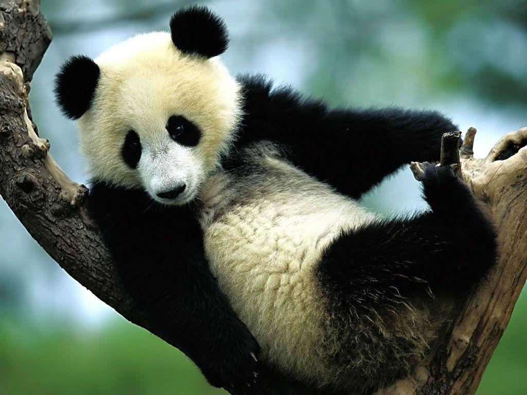 Funny Panda Wallpaper Photo. Funny mages Gallery