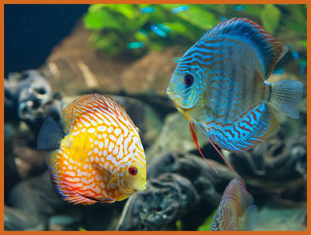 Appealing Fish HD Background Wallpaper Image For Style And Concept