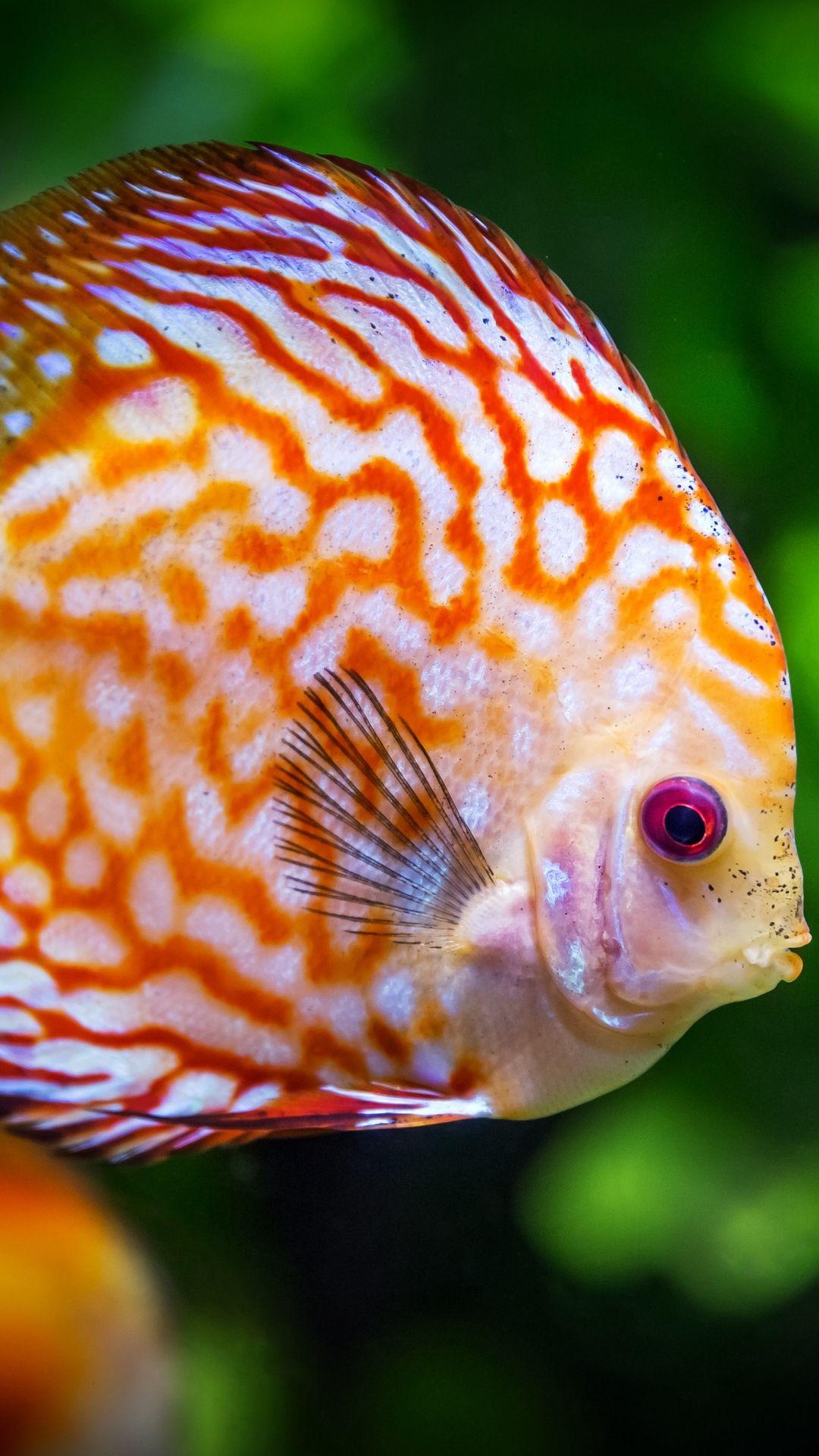 Discus Fish Wallpapers HD - Wallpaper Cave