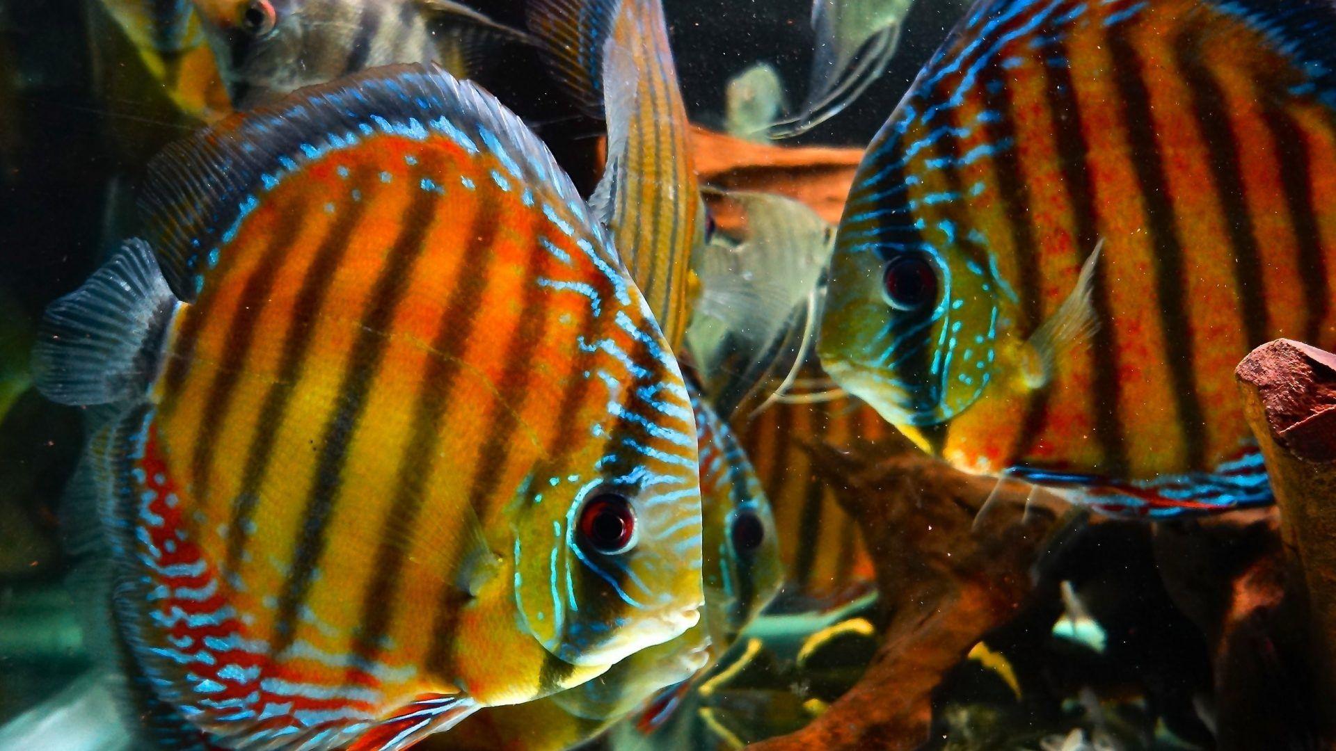 Discus Tag wallpaper: Fish Tropical Discus Photo National