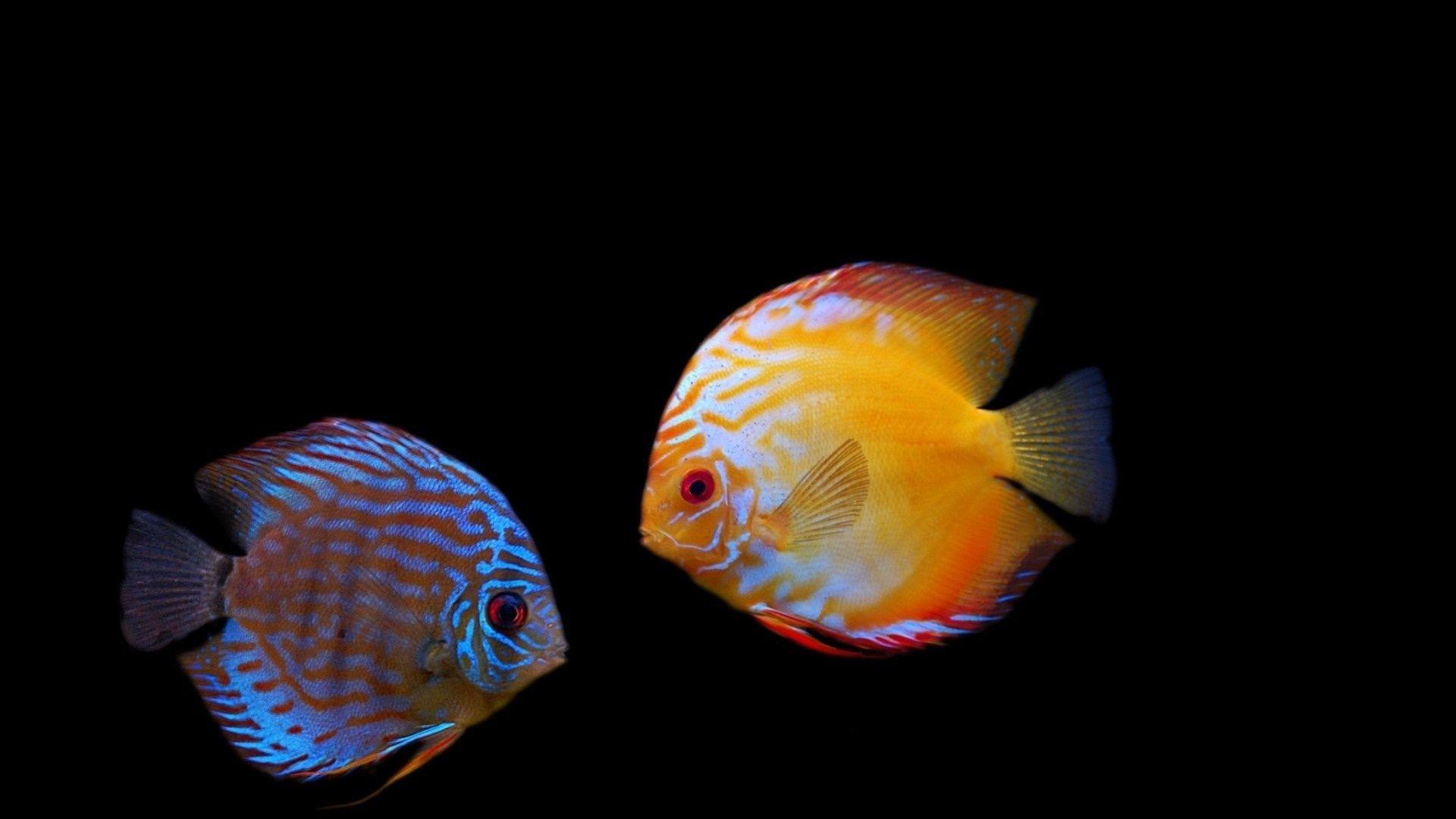 Discus Fish Wallpapers Hd Wallpaper Cave