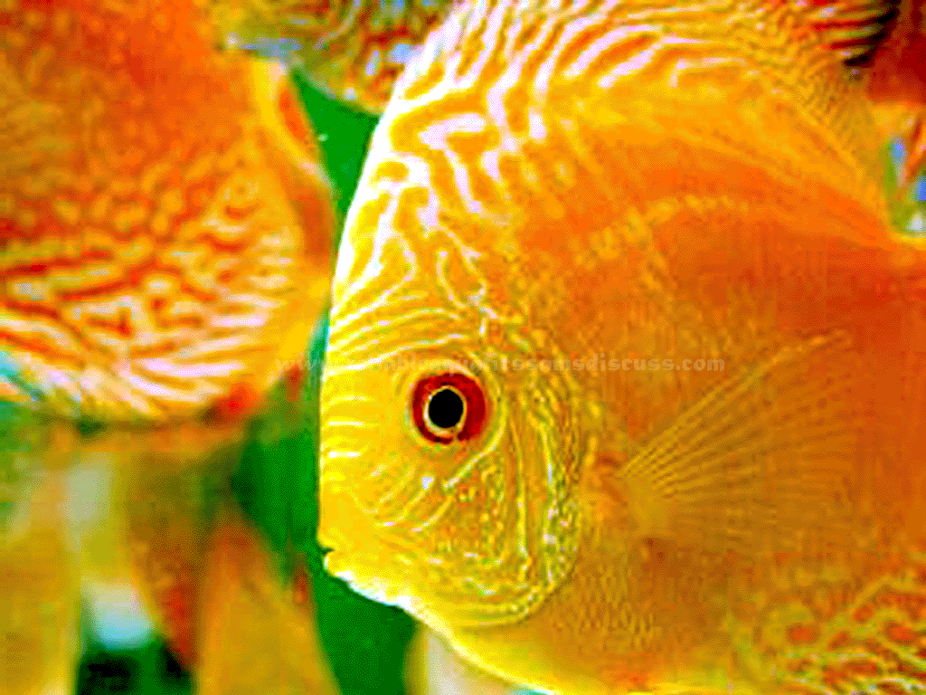 yellow discus fish. Discus, Fish