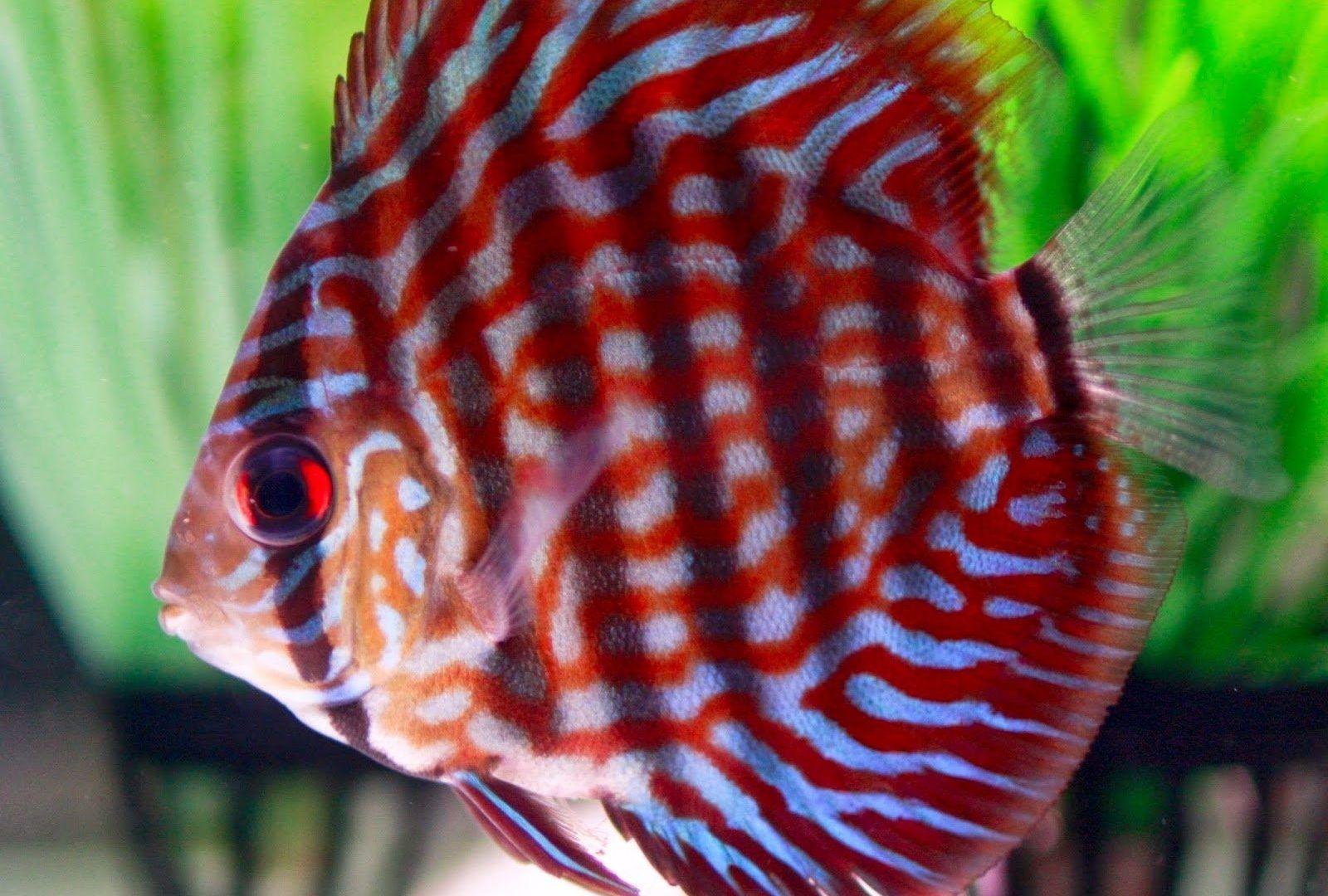 Fishes: Tropical Discus Fish Wallpaper Image Fishes for HD 16:9 High