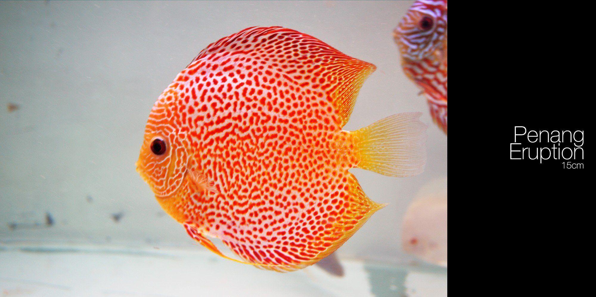 discus fish wallpaper and background