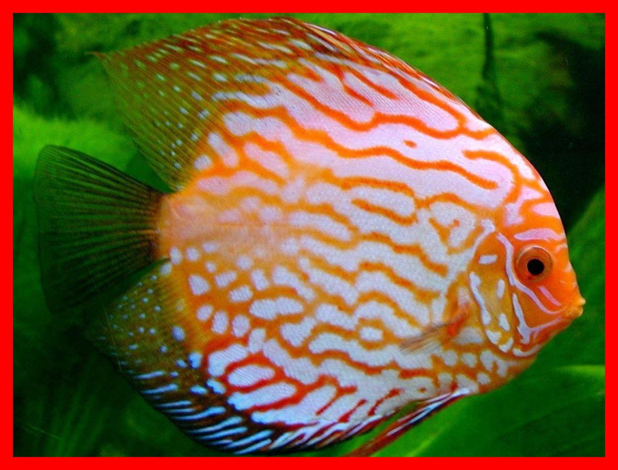 Best Discus Fish Wallpaper Picture For Aquarium HD Style And Ideas