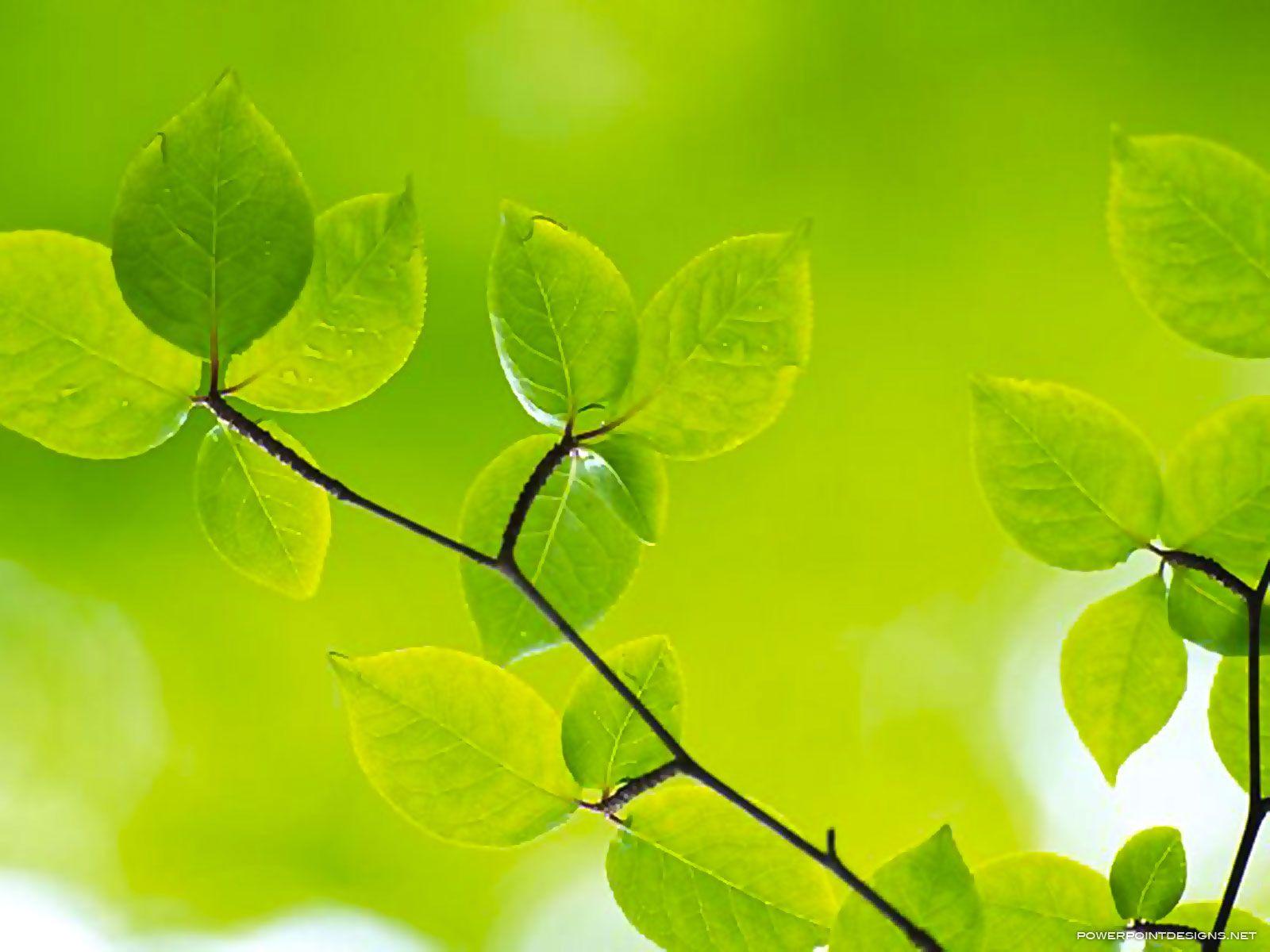 Green Leaves Powerpoint Background