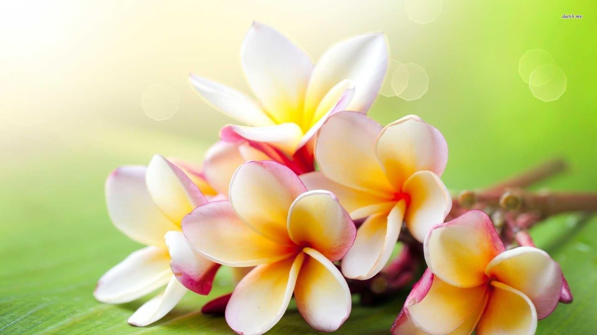 Hawaiian Flowers Wallpaper HD