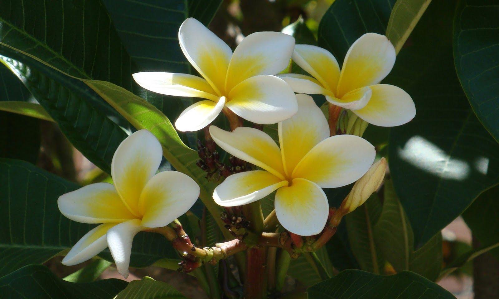 Frangipani Wallpapers Free - Wallpaper Cave