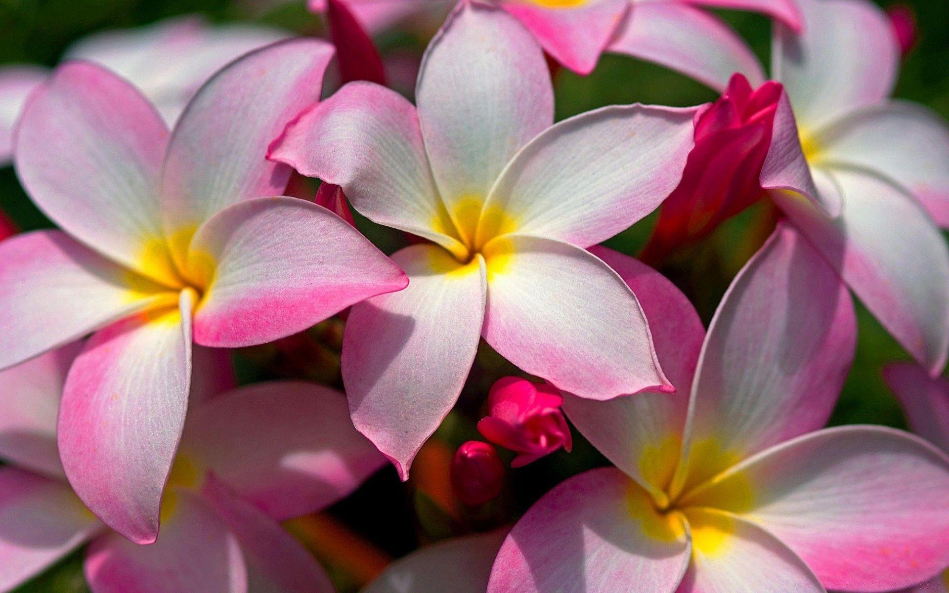 Frangipani Wallpapers Free - Wallpaper Cave