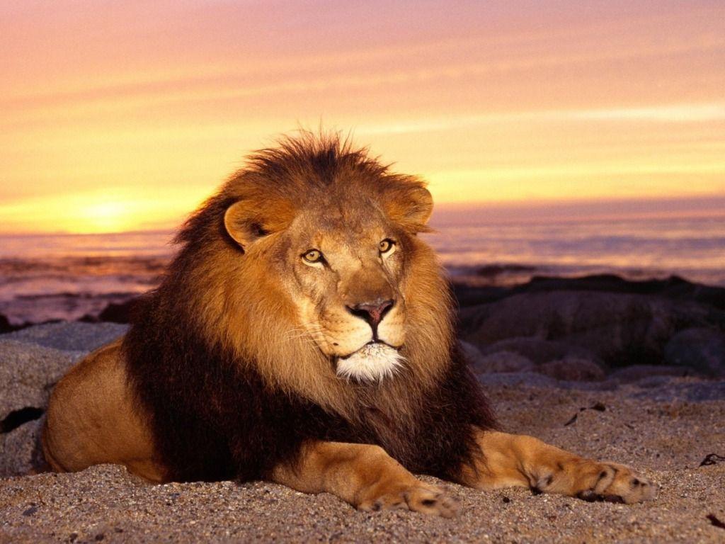 Wallpapers Full HD Lion - Wallpaper Cave