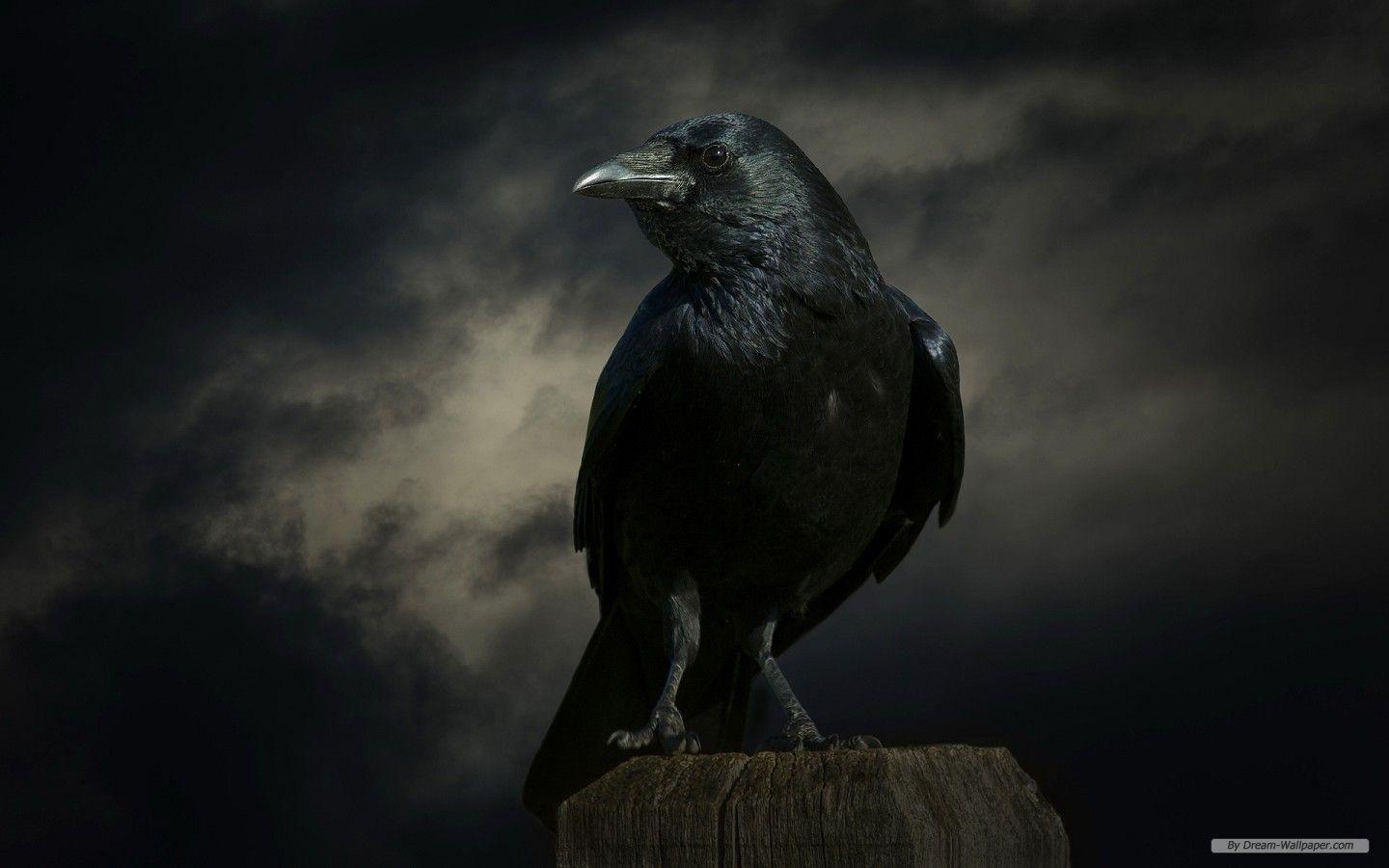 Free Wallpaper Animal wallpaper wallpaper