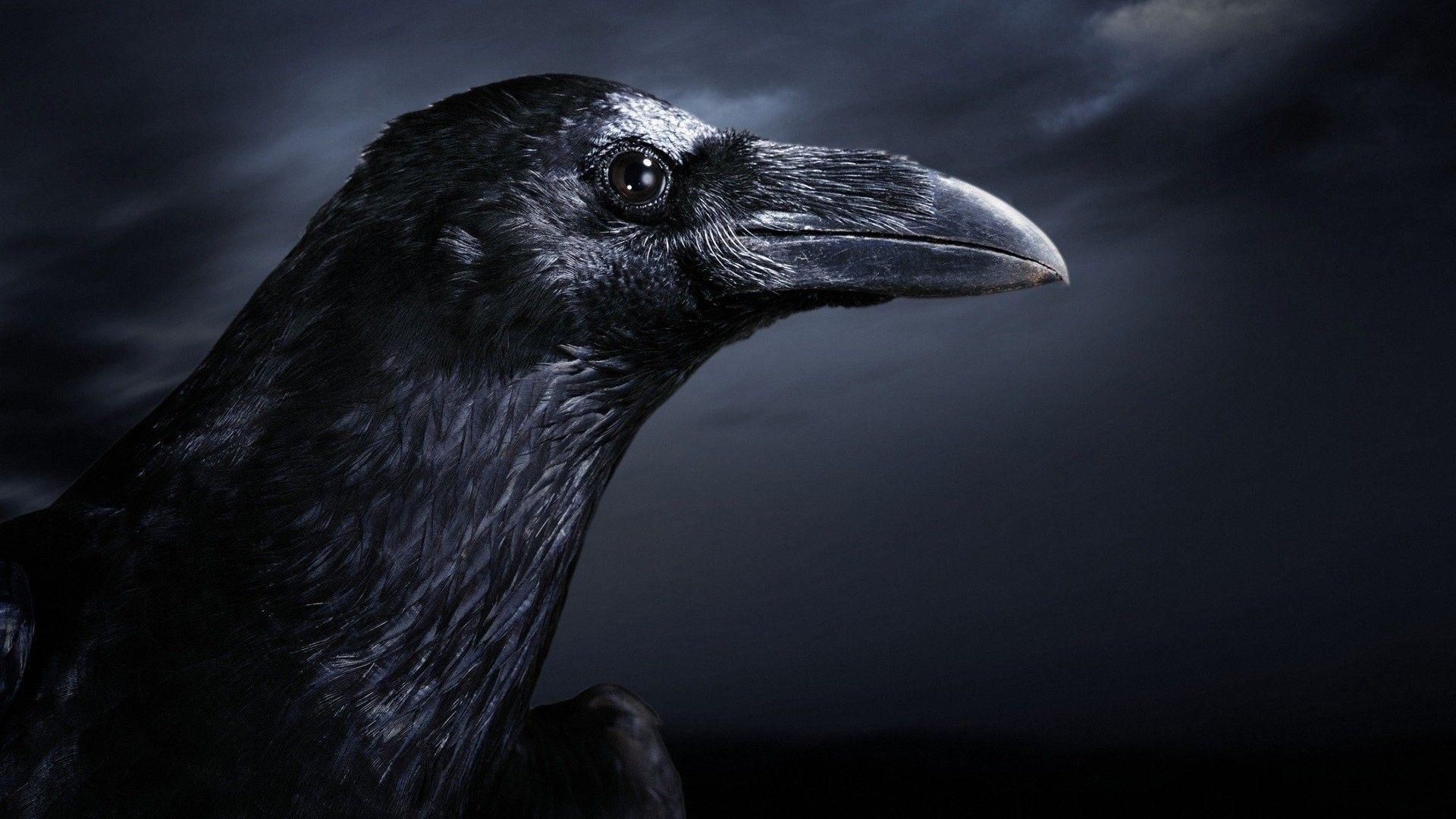 The Crow Wallpaper Brandon Lee 11 HD Wallpaper Free