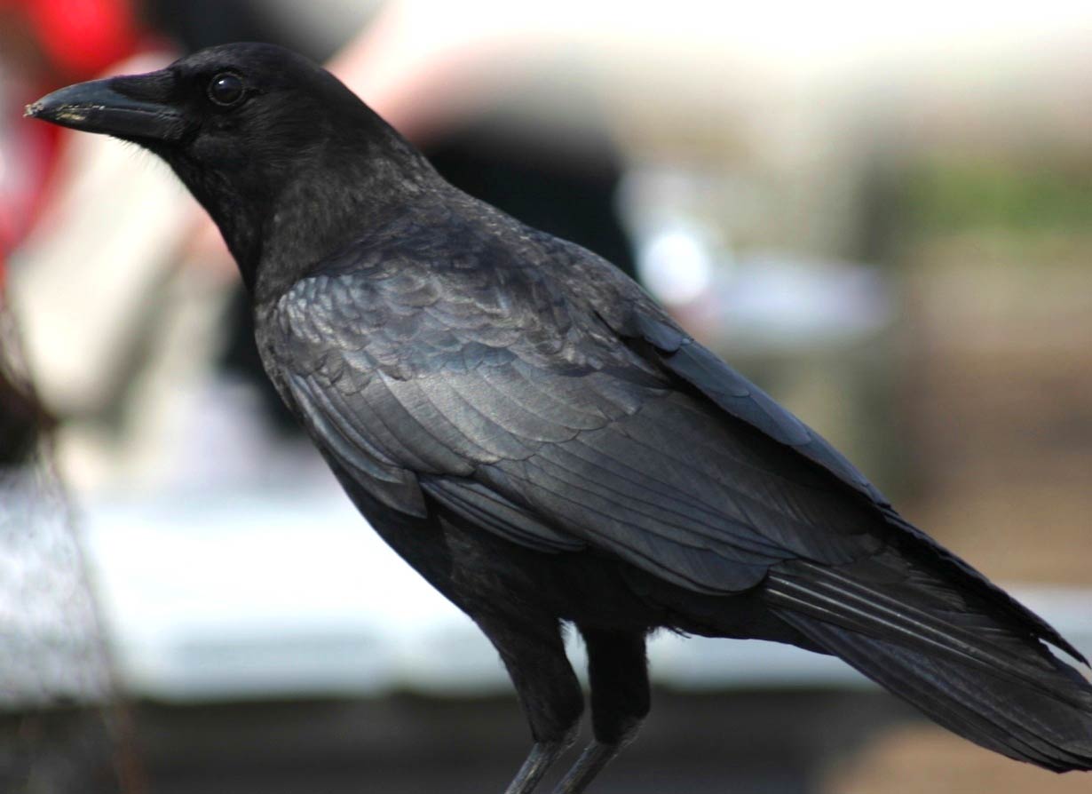 Crow Wallpaper