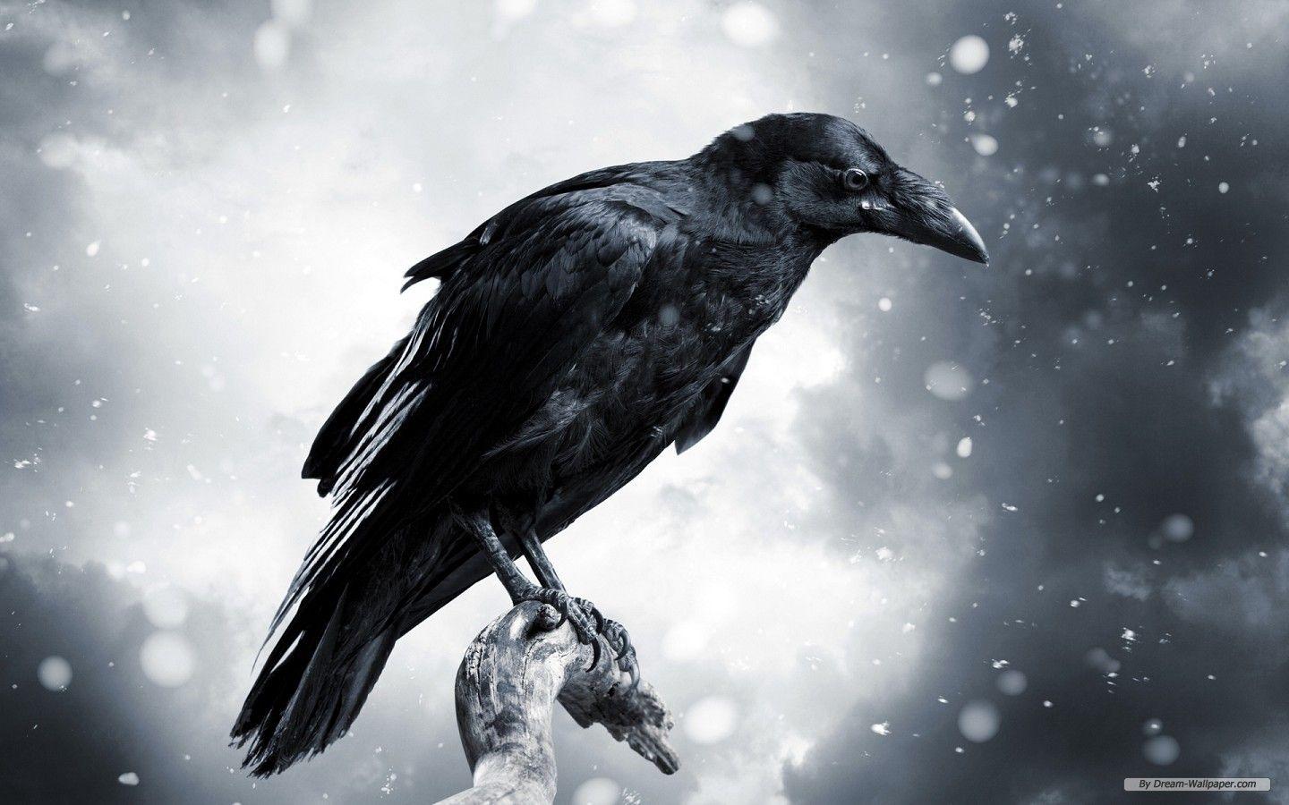 Free Wallpaper Animal wallpaper wallpaper