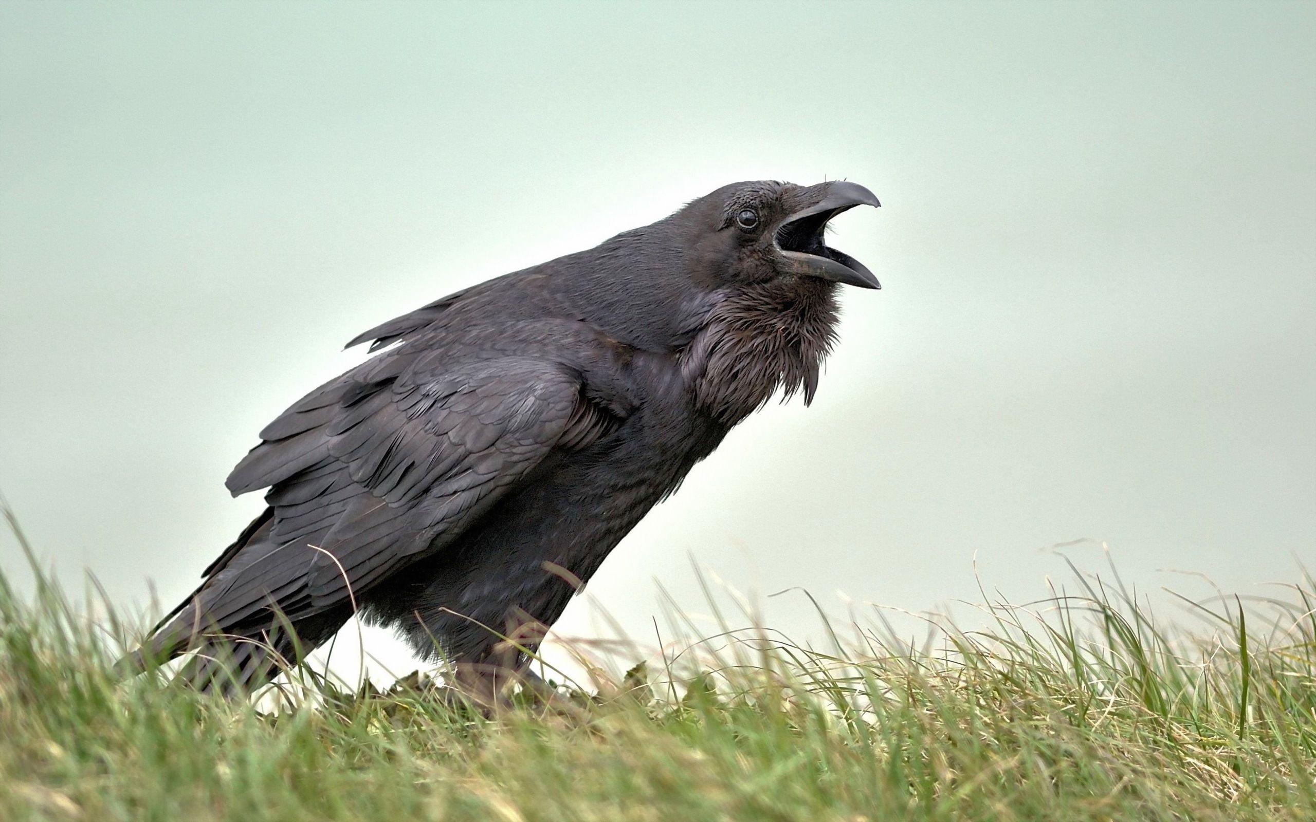 Crow Wallpaper