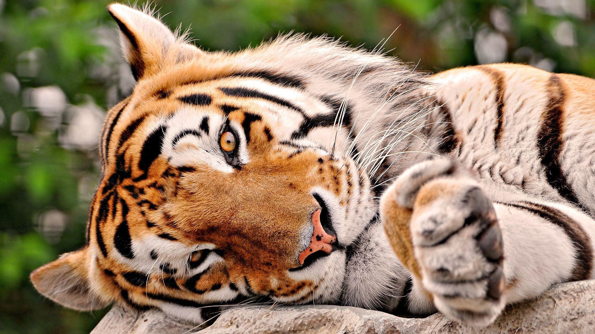 Tiger Close Up HD Wallpaper in 1920x1080 Resolution. My style
