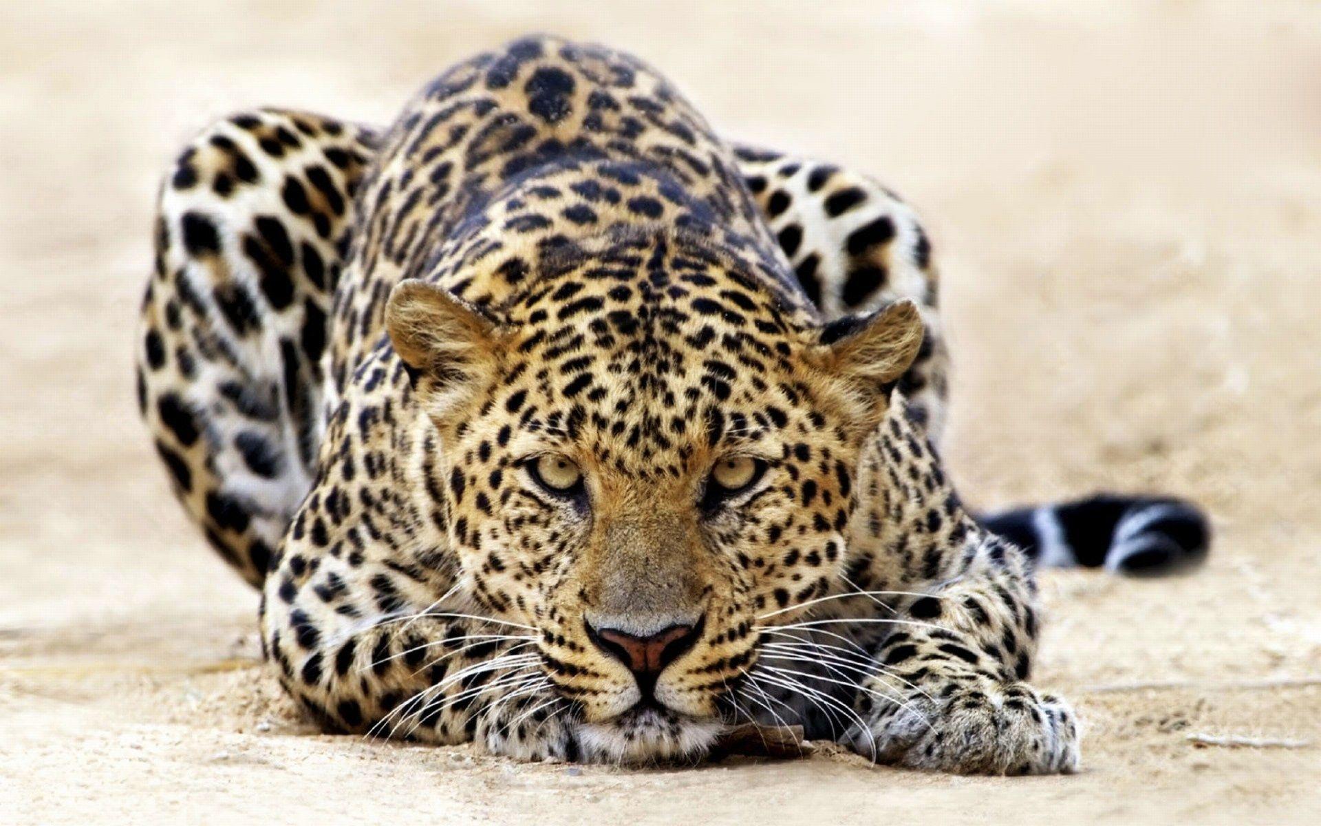 Leopard HD wallpaper