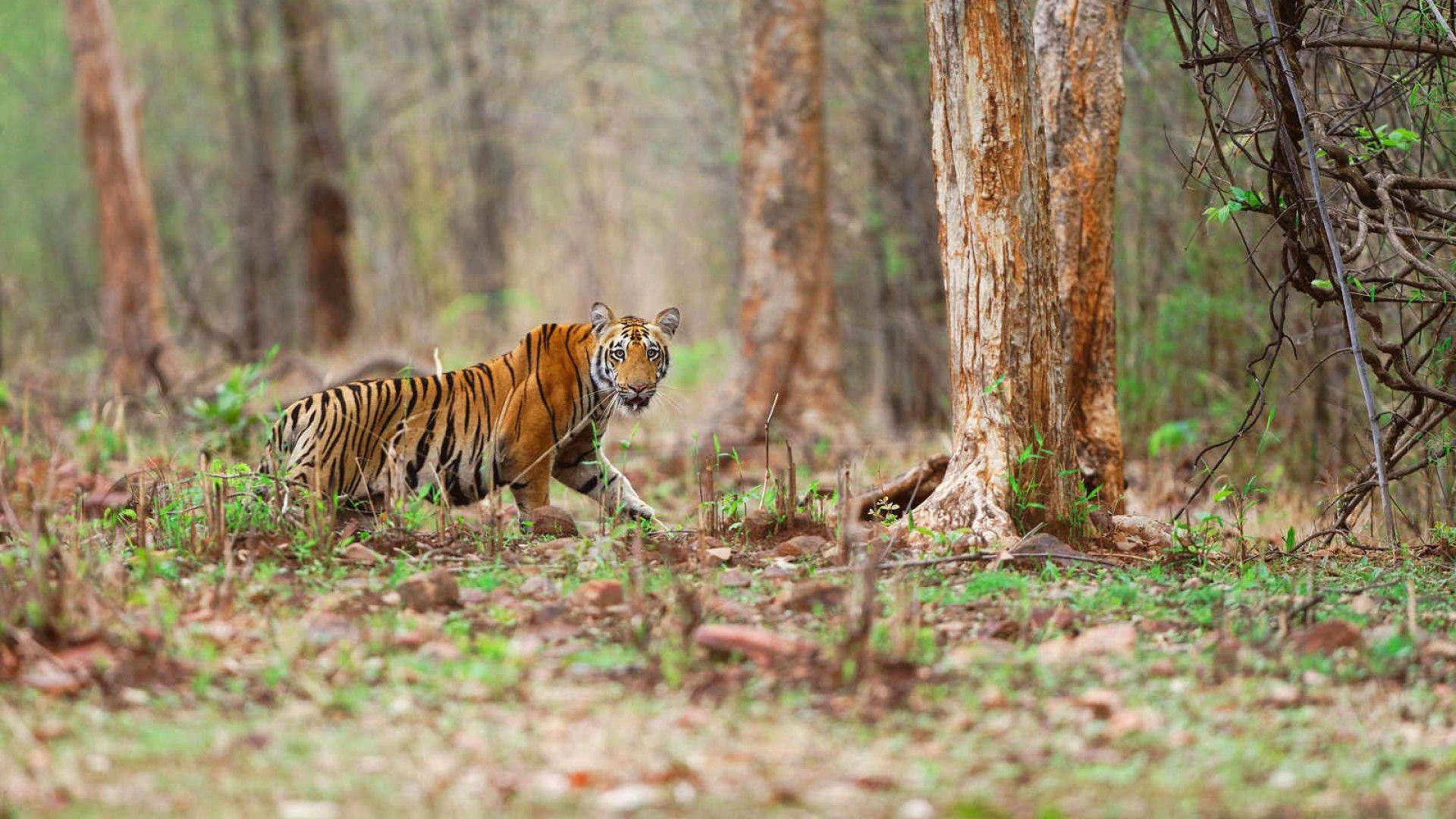 nature, Animals, Tiger, Big Cats Wallpaper HD / Desktop and Mobile