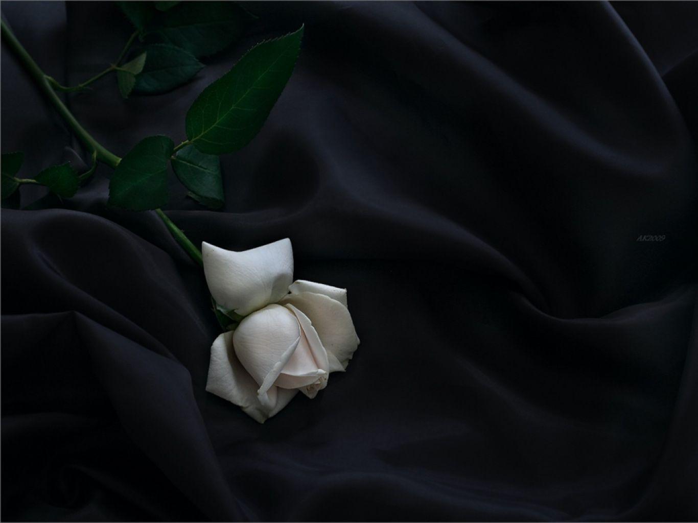 White Rose Black Wallpaper Elegant Image HD F Wallpaper