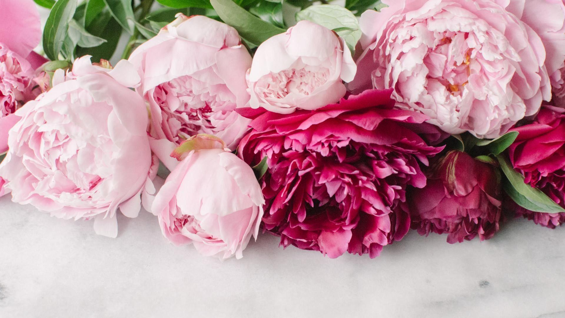 Peony Desktop Wallpaper