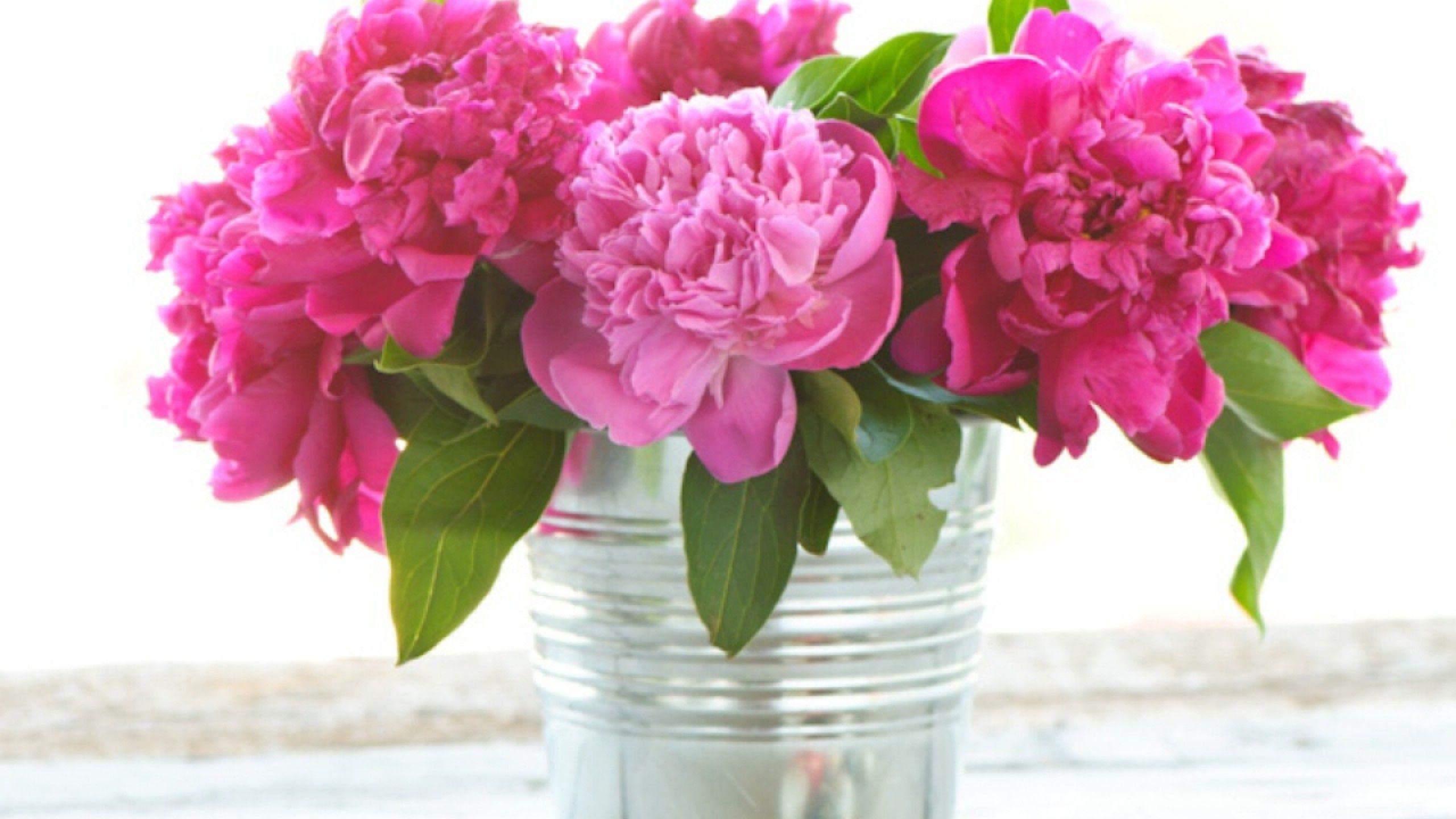 Peonies Computer Background HD Wallpaper, Background Image
