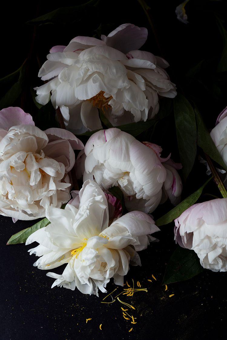 lingered upon: Peony studies