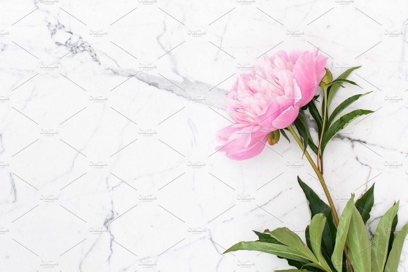 Pink peonies on white marble background Nature Photo Creative