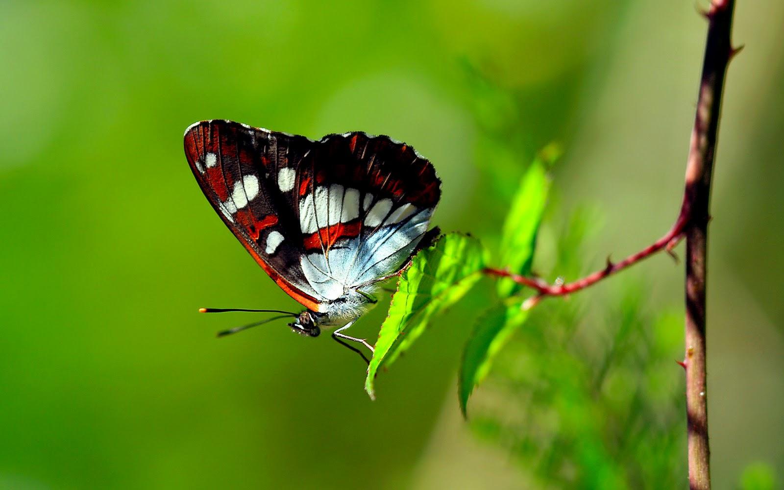 Colorful 【Butterfly】HD Free Image Wallpaper Download