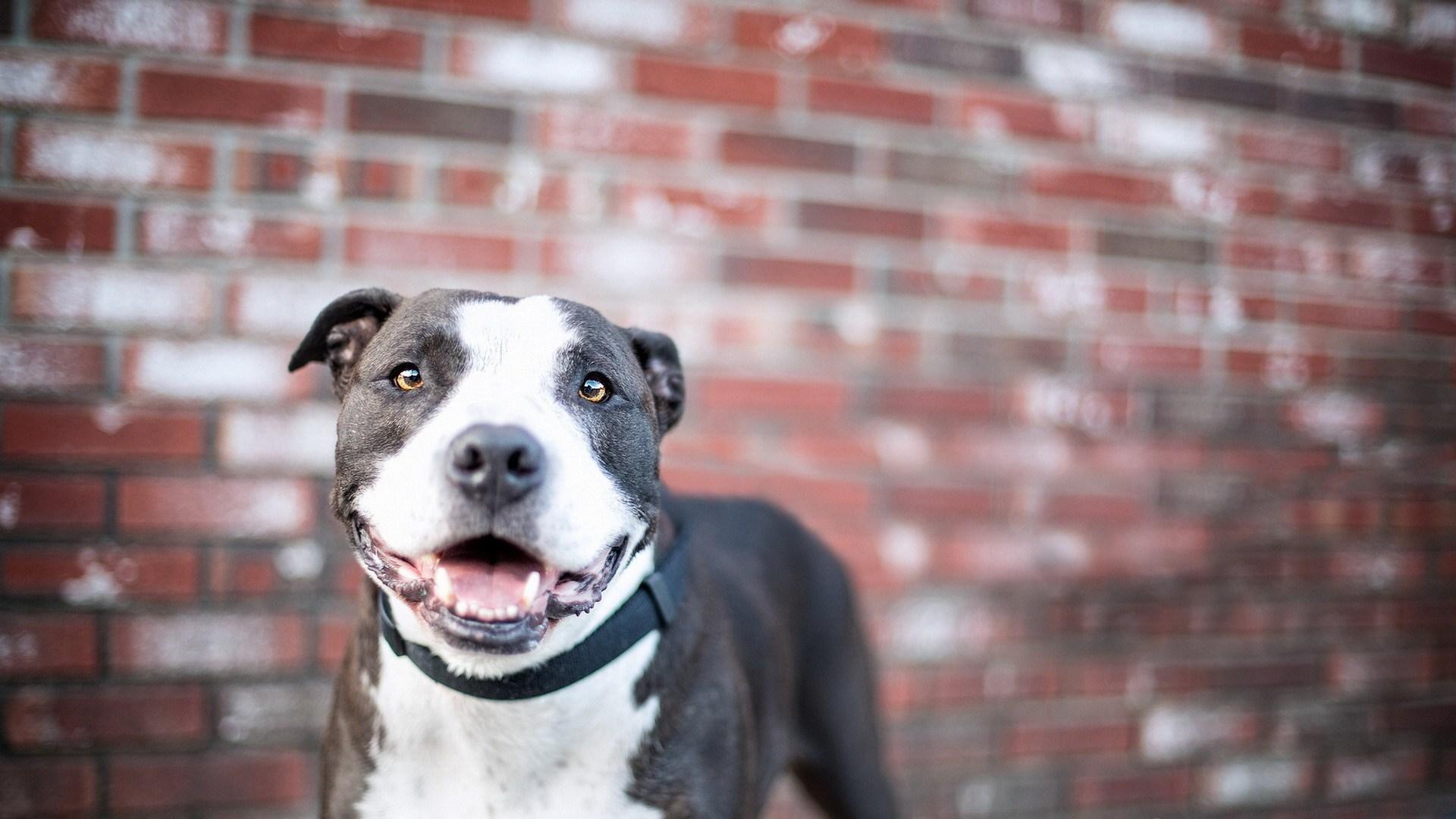  Foto zu Wallpapers Von Pitbull Germany - Wallpaper Cave 