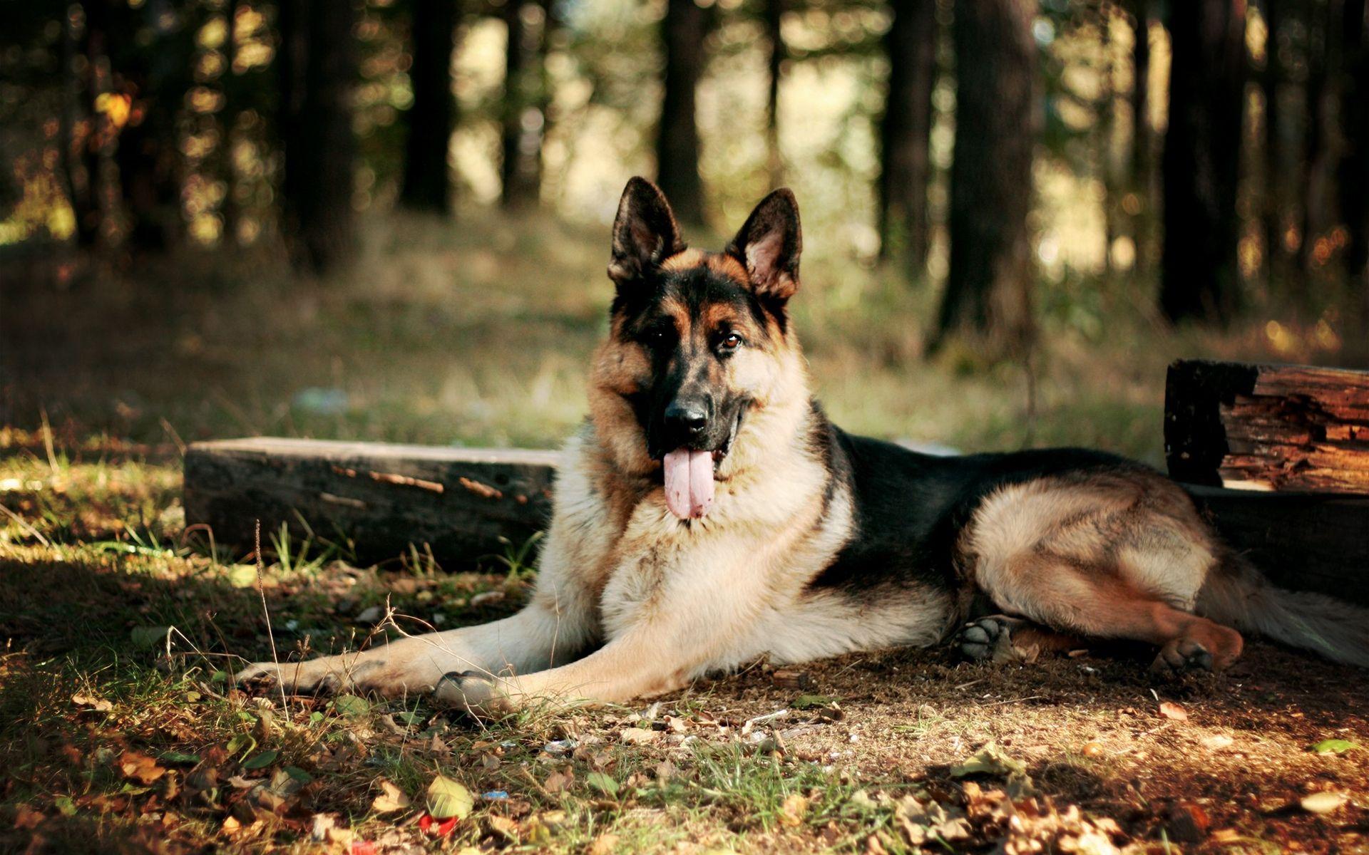 Alsatian VS German Shepherd Dogs and Feature Comparison