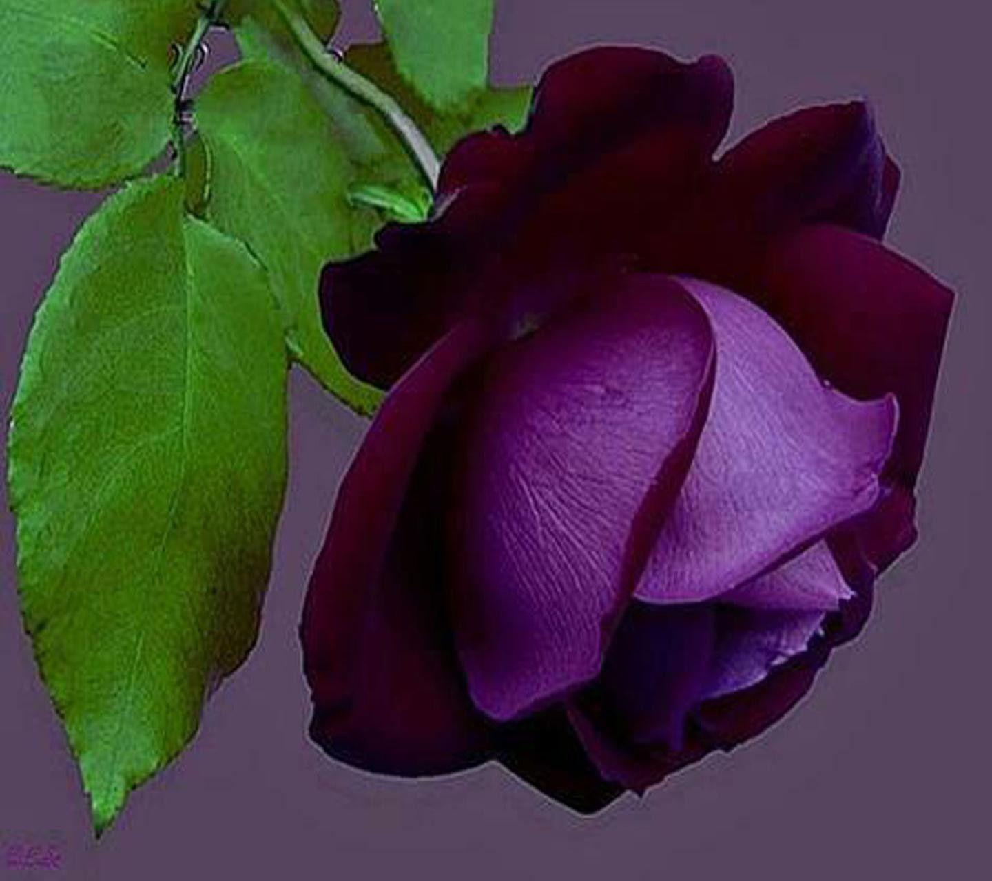 Flowers Leaves Purple Rose Lovely Flower Wallpaper Image For Mobile