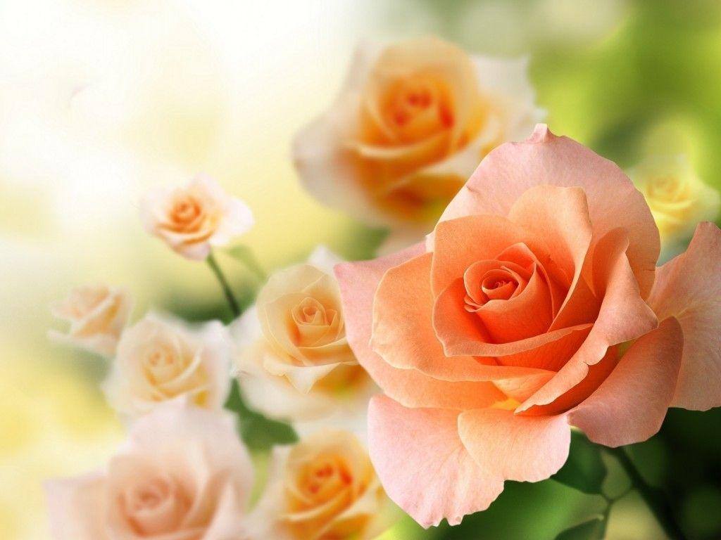 Flowers: Pink Roses Suggestive Lovely Flowers Garden Flower