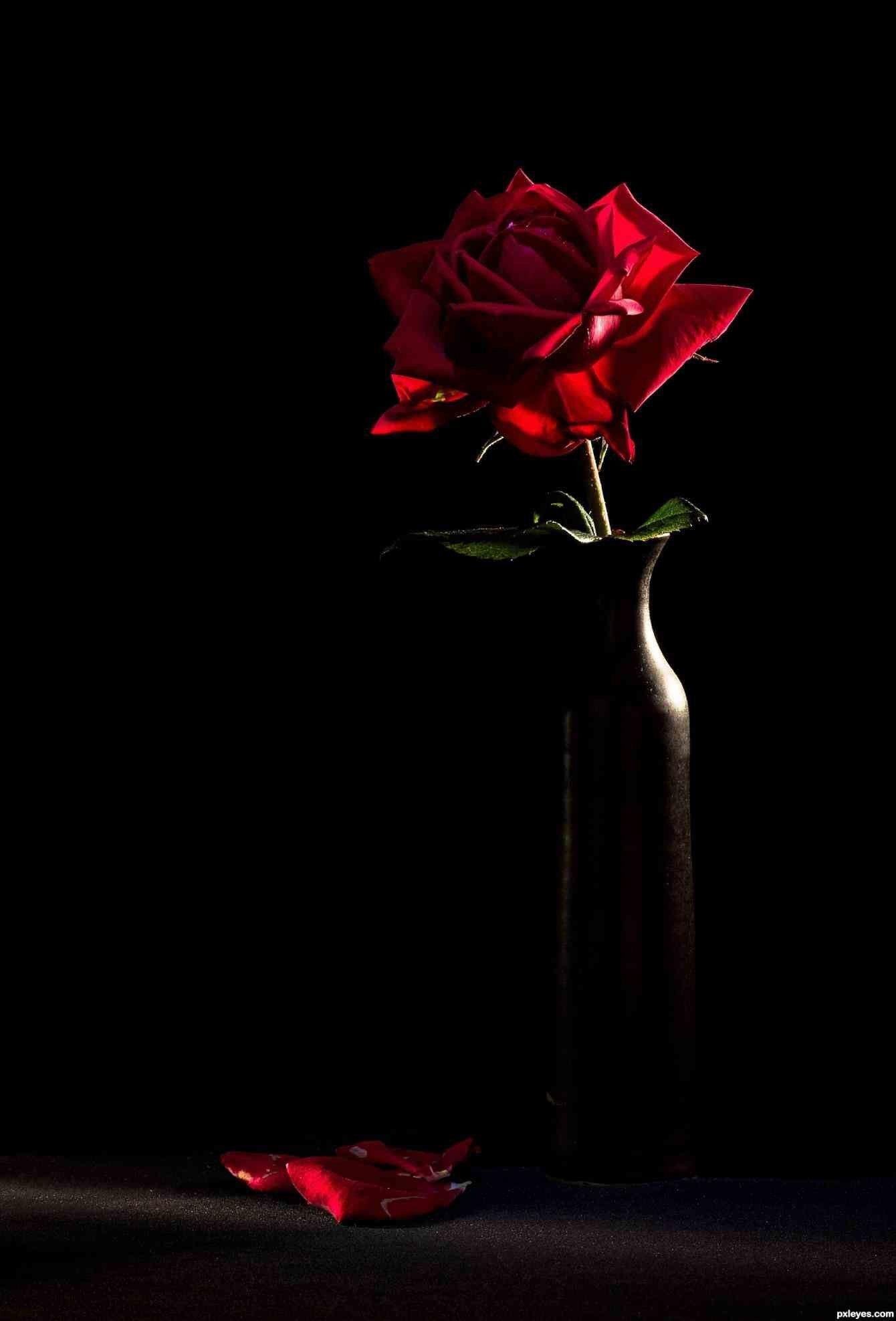 Red And Black Rose Wallpapers - Wallpaper Cave