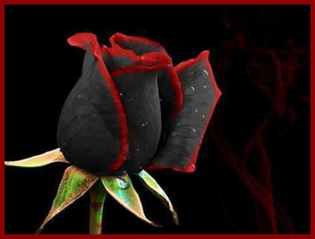Incredible Black Rose Cool HD Wallpaper Hdflowerwallpaper Pict Of