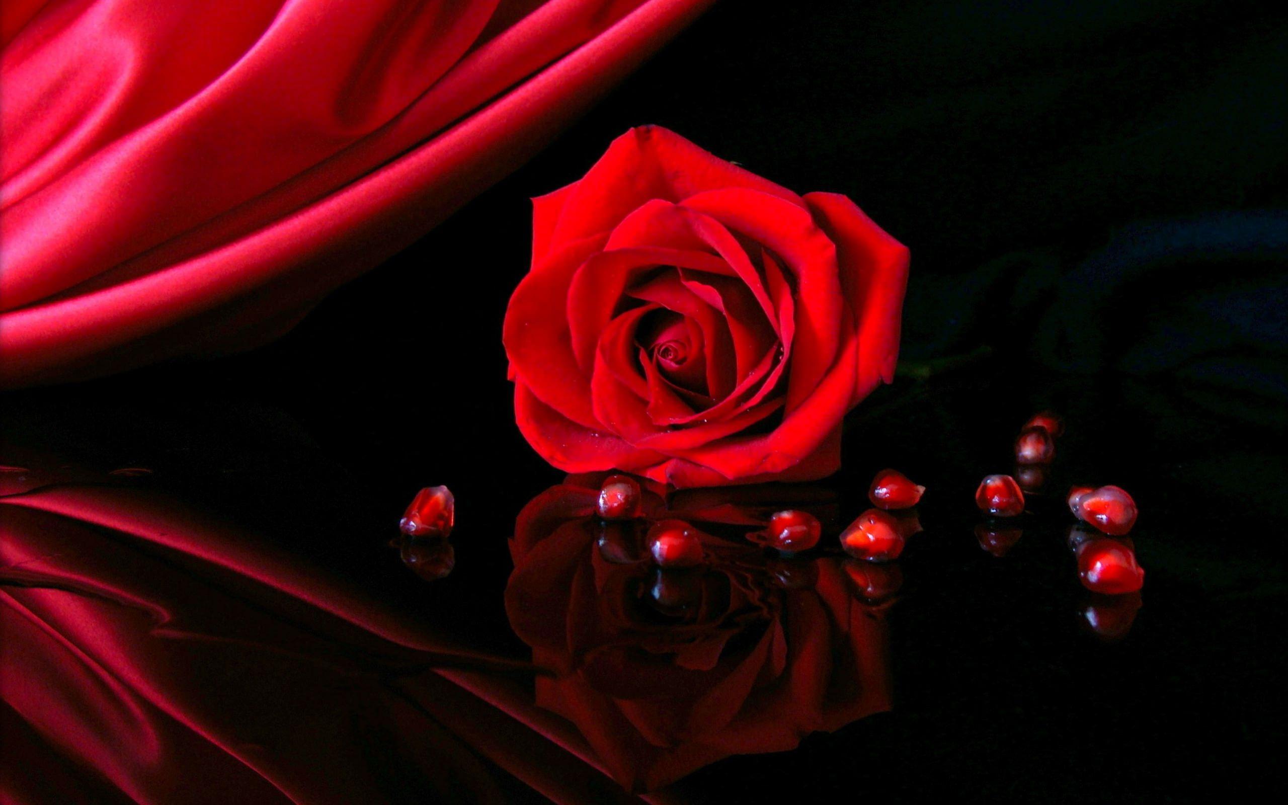 Roses Background, Wallpaper, Image, Picture. Design