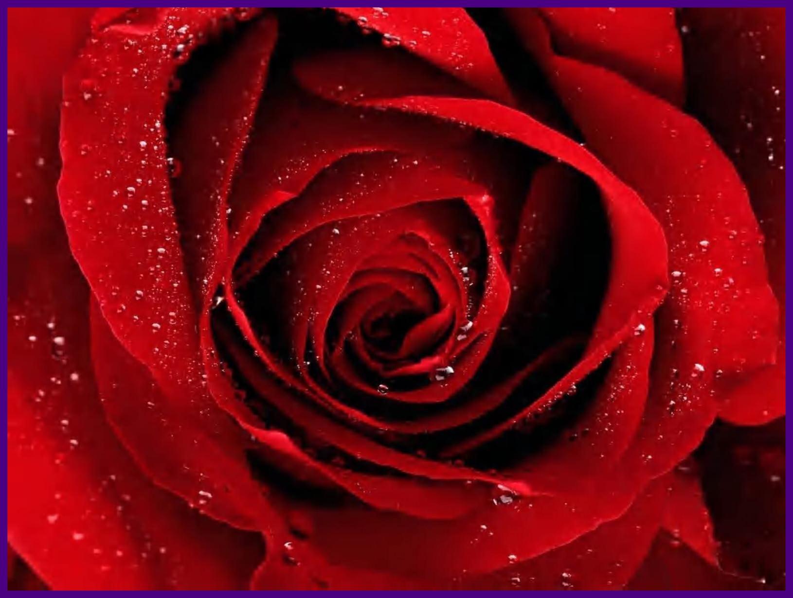 Incredible Red Rose For Desktop And Mobile Black Flower Wallpaper