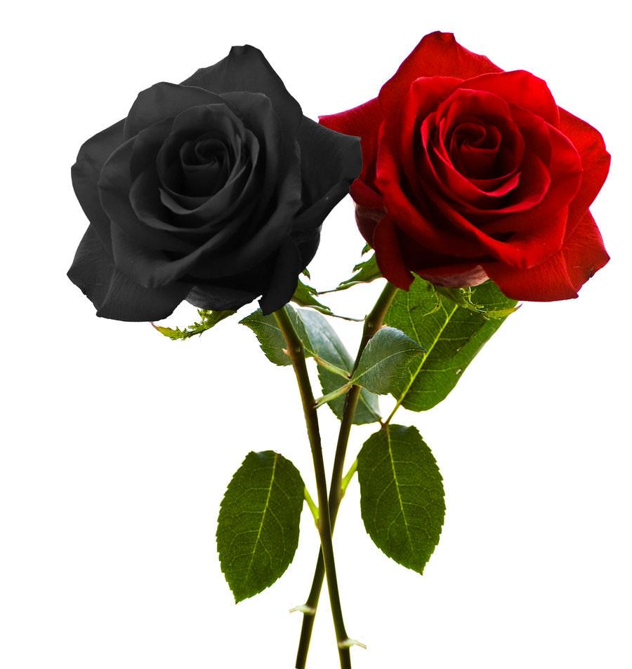 red and black rose wallpaper