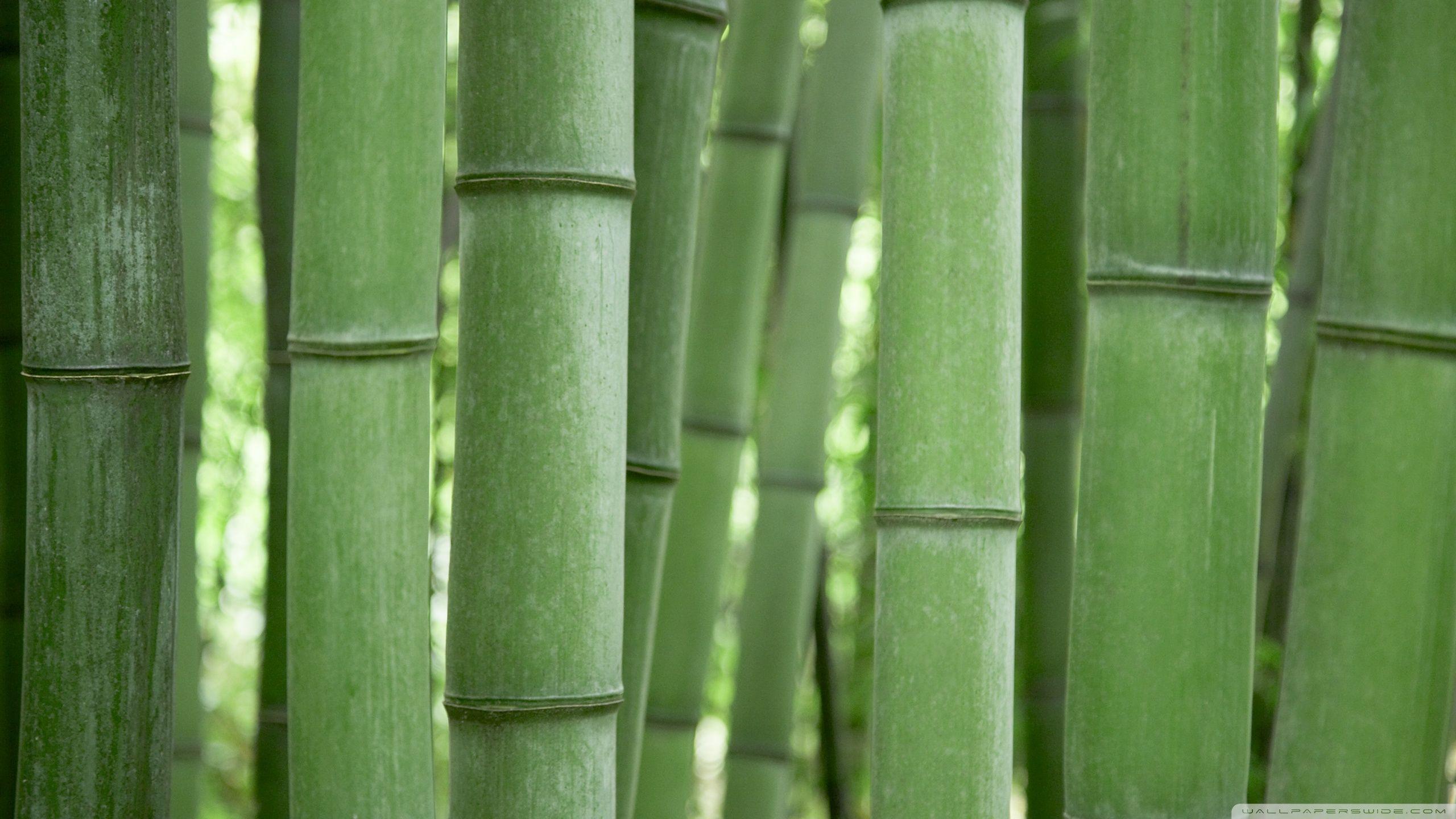 Bamboo Trees ❤ 4K HD Desktop Wallpaper for 4K Ultra HD TV • Tablet