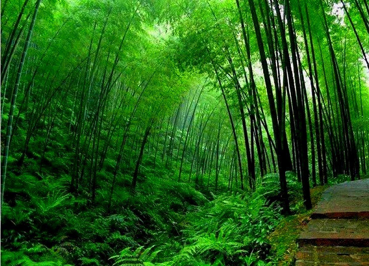 TOTAL HD WALLPAPERS: Bamboo Tree Wallpaper hd