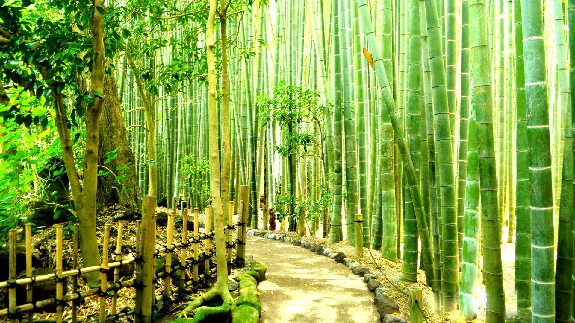 Wallpaper.wiki Bamboo Forest Wallpaper For Desktop PIC WPC0010139