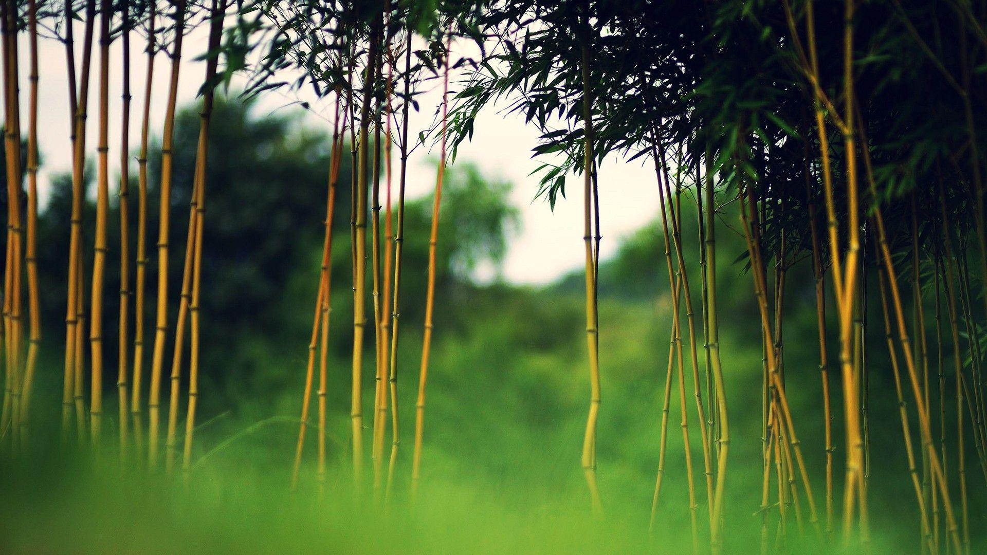 HD Bamboo Tree Nature Top HD Wallpaper For Desktop Background Free