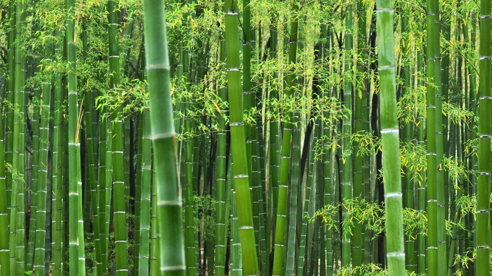 Free HD Bamboo Wallpaper