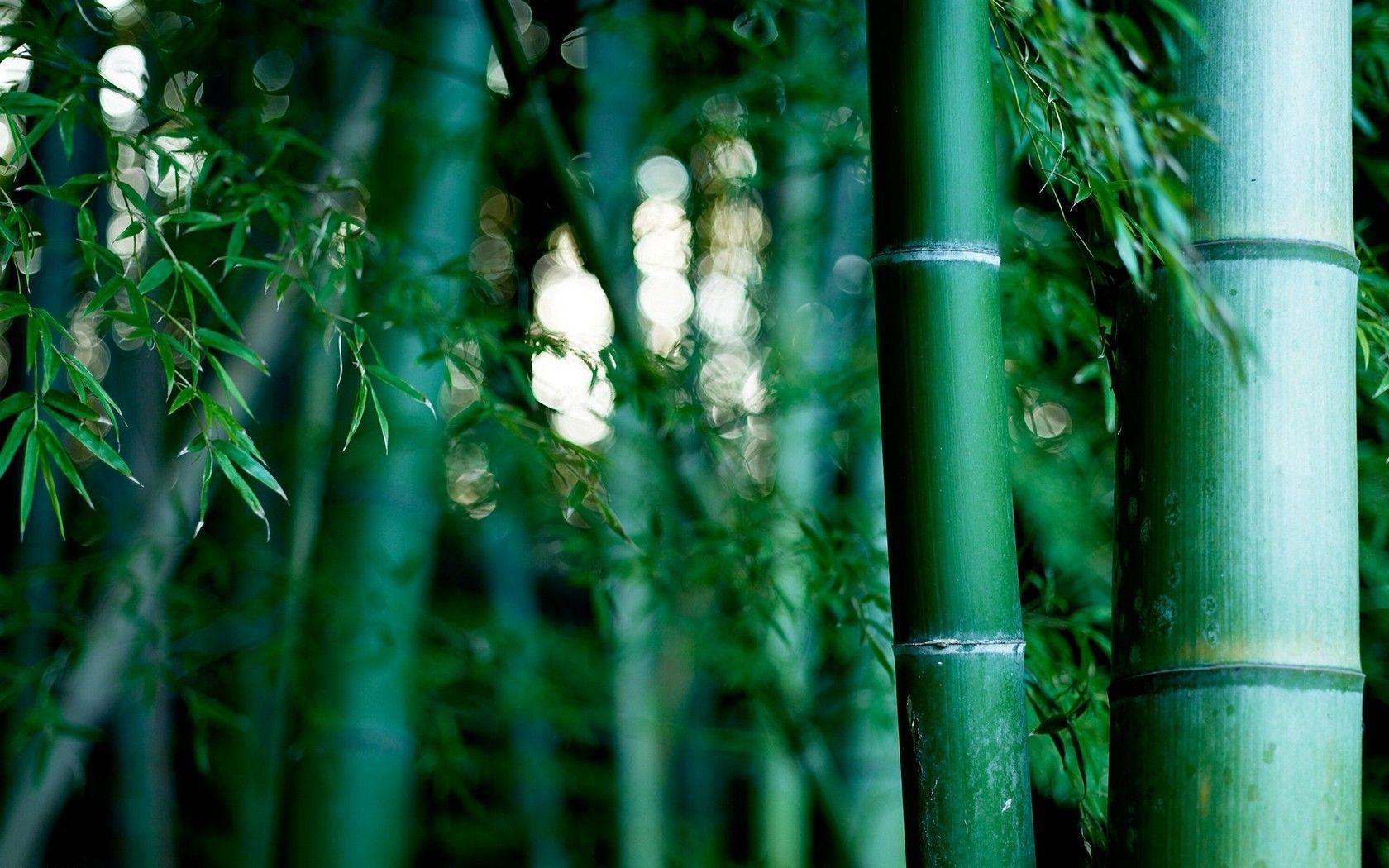 Nature Plants Forest Colour Green Bamboo Live Wallpaper For Android