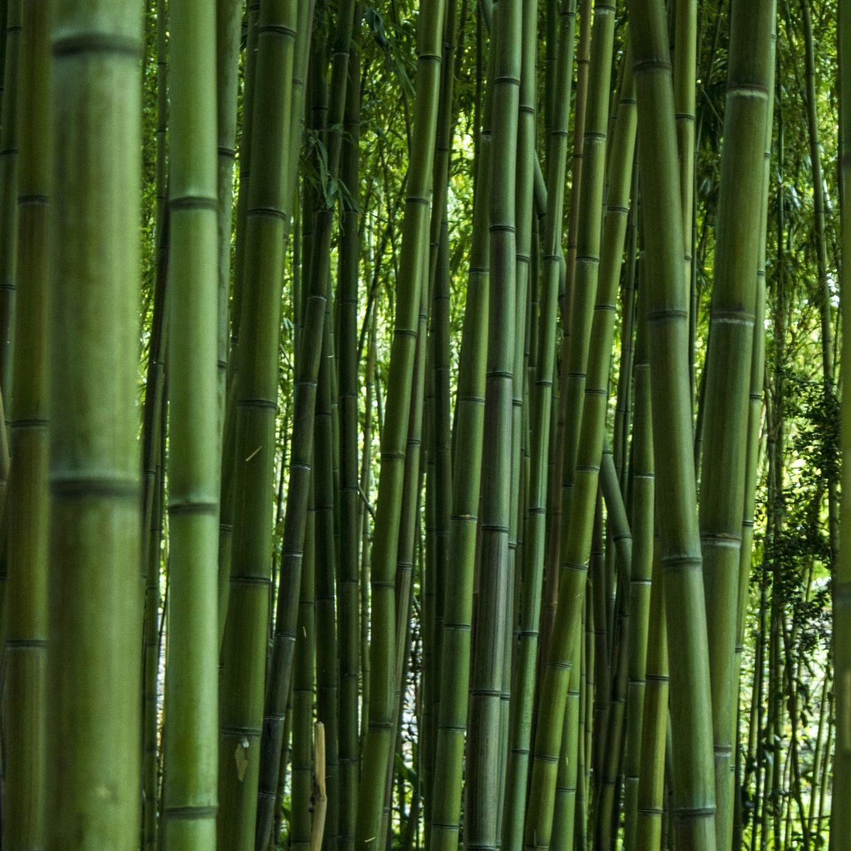 Desktop wallpaper green, forest, bamboo, trees, HD image, picture